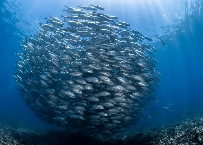 Emoha Dive Santander
