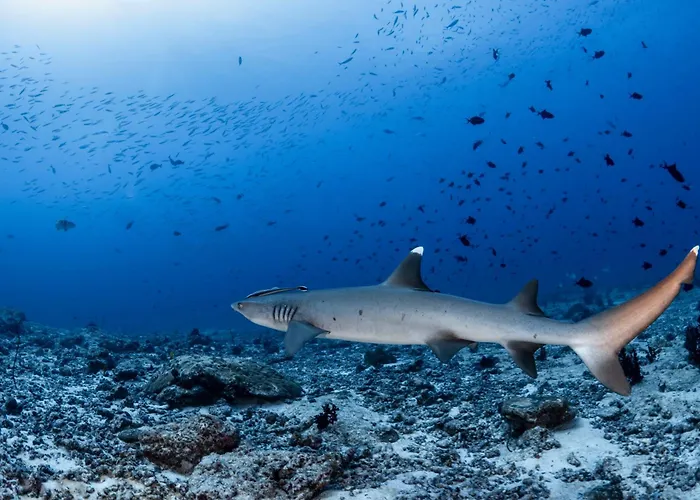Resort Emoha Dive
