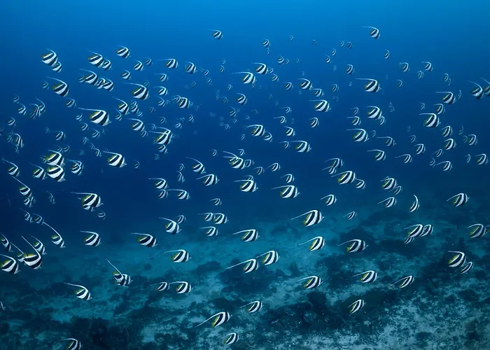 Emoha Dive Resort 3*