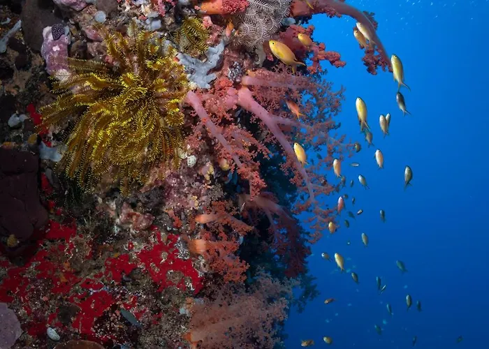 Emoha Dive Resort 3*