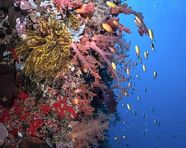 Emoha Dive
